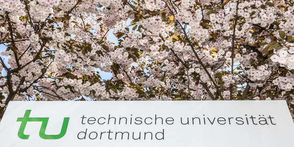 Eine Informationssäule der TU Dortmund umgeben von blühenden Kirschblüten.